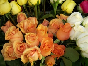 ROSE PETALS